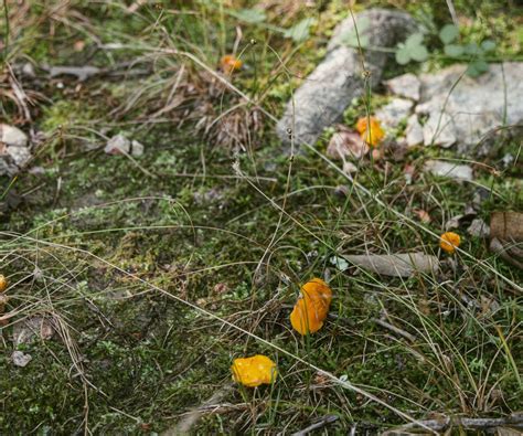 Chanterelle Mushroom Identification (and Look-Alikes to Avoid)