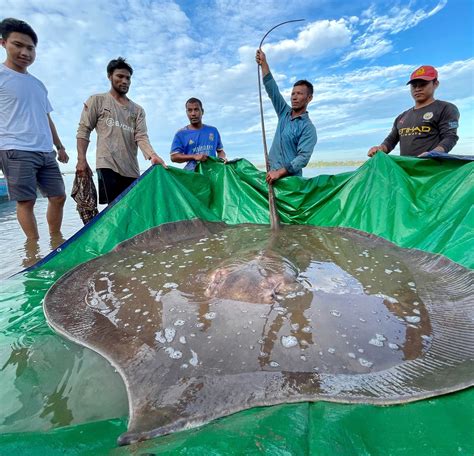 Undersea giant: Fishermen accidentally hook giant endangered stingray | Daily Sabah