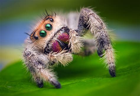 File:Female Jumping Spider - Phidippus regius - Florida.jpg