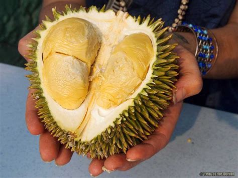 6 Jenis Durian Anda Mesti Cuba dan Musim Durian Di Malaysia