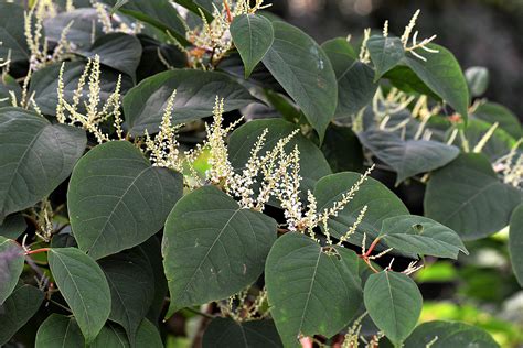 Invasive Species Series 2020: Japanese Knotweed - Pike County ...