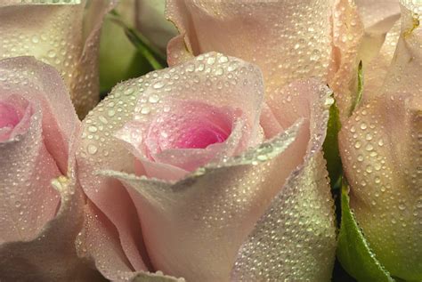 Royalty-Free photo: Closeup photography of pink roses | PickPik