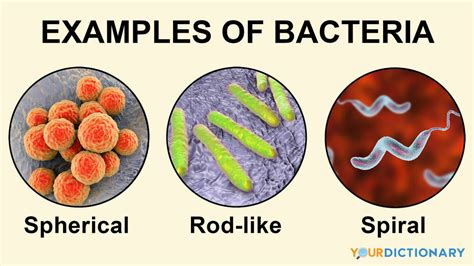 Examples of Bacteria: Types and Infections | YourDictionary