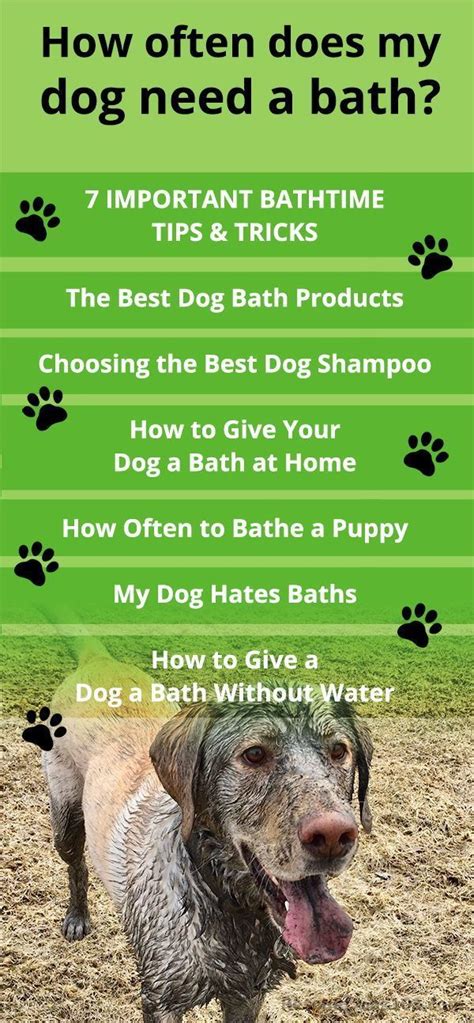 7 Important Dog Bathing Tips | Bathing a puppy, Puppy grooming, Best ...