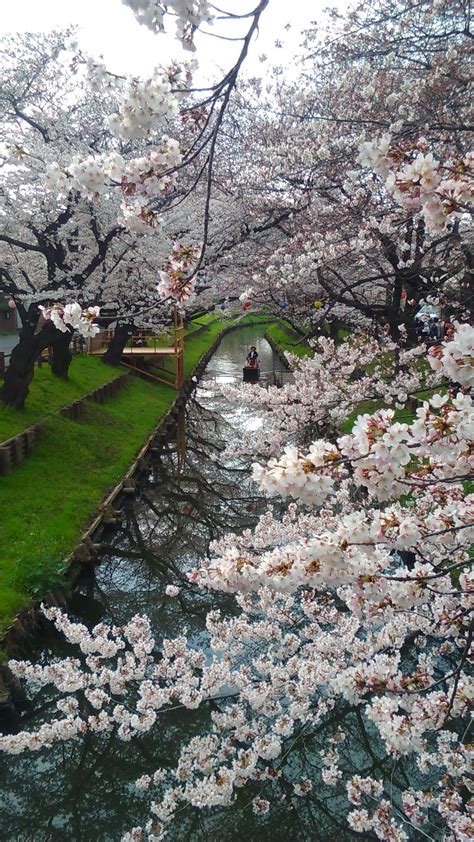 Cherry Blossoms and boat ride on Shingashi River 2022