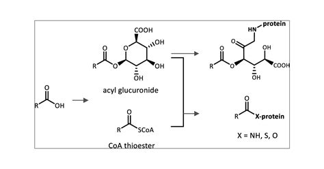 Acyl Glucuronide and Coenzyme A Thioester Metabolites of Carboxylic ...