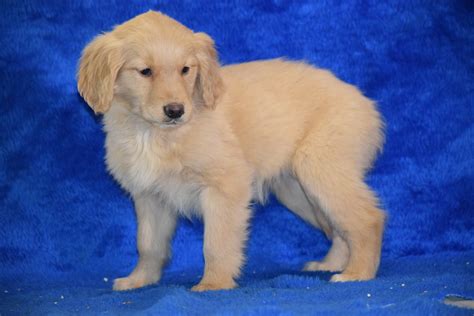 AKC Registered Golden Retriever Puppy For Sale Female Tammy Apple Cree – AC Puppies LLC