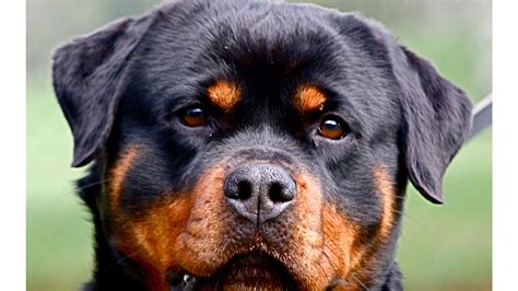 Rottweiler Wallpaper (64+ pictures) - WallpaperSet