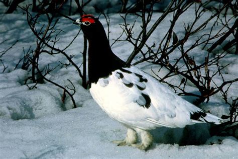 Rock Ptarmigan - Lagopus mutus | Wildlife Journal Junior