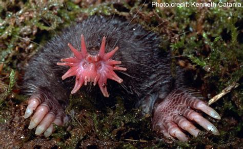 Star-Nosed Mole | Home