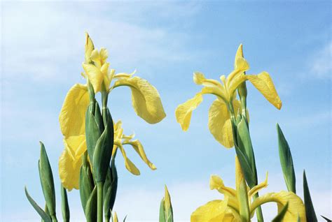 Iris Pseudacorus. Photograph by M F Merlet/science Photo Library - Pixels