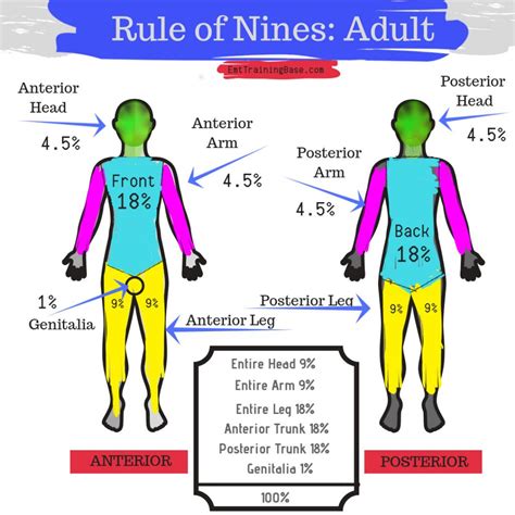 Rule Of Nines Diagram - Wiring Diagram