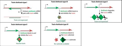 Toxin-Antitoxin ~ ViralZone