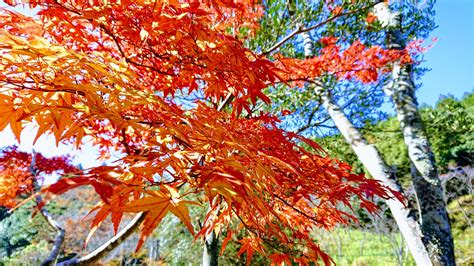 ジェイ山 - Kyushu Hiking: Dazaifu Autumn Colours Mt. Homan 宝満山 and Shioji 四王寺 2018.11.3&4