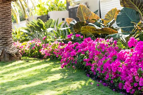 Vibrant pink bougainvillea flowers in Florida Keys or Miami, green plants landscaping landscaped ...