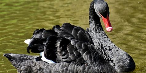 cisne negro