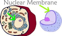 Nuclear Membrane - Plant Cell Resort and Spa