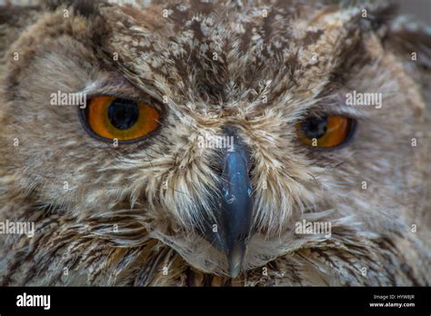 Close-Up Of Eagle Owl Looking Stock Photo - Alamy