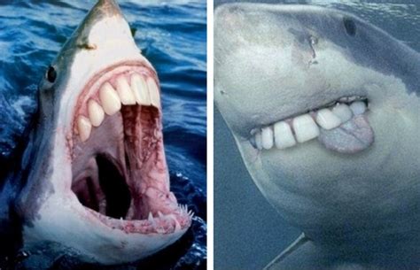 22 Shark With Human Teeth Pictures That Are Just Ridiculous