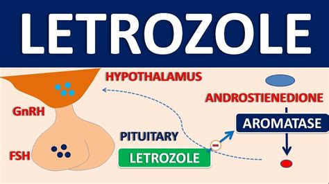 Letrozole - Mechanism, side effects, precautions and uses - YouTube