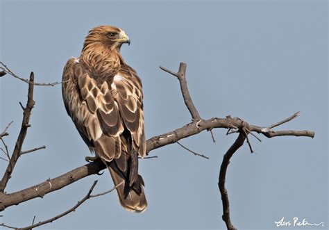 Booted Eagle | Northern India | Bird images from foreign trips | Gallery | My World of Bird ...