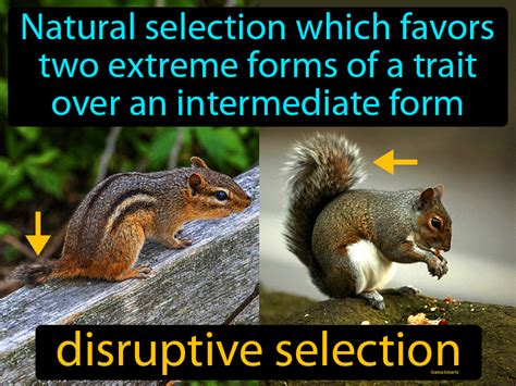 Disruptive Selection Definition & Image | GameSmartz