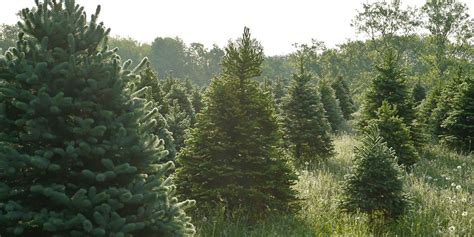 Christmas Tree Farms Near Me - Best Christmas Tree Farms in U.S.