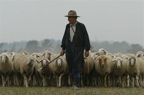 PracticAl: More on Shepherds, Sheep, Fences, Religion, and Relationship