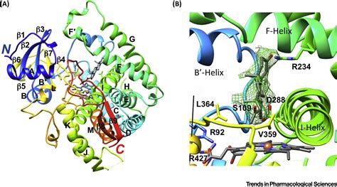 Recent Structural Insights into Cytochrome P450 Function: Trends in ...