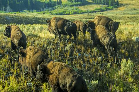 Bison Buffalo Yellowstone - Free photo on Pixabay