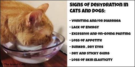 Signs of dehydration in cats and dogs | Cat water fountain, Cat health ...