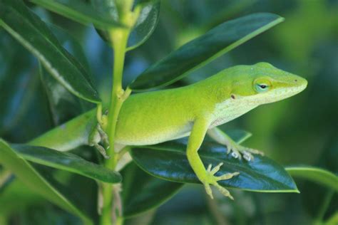 Green Anole Care Guide: Housing, Diet, Facts - Reptile Craze