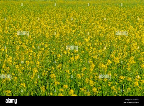 Mustard Field Punjab India Stock Photo - Alamy