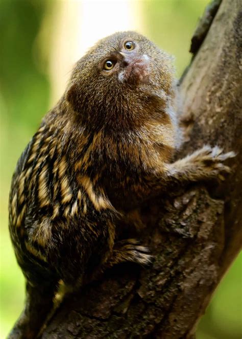 31 Pygmy Marmoset Facts: Guide to Finger Monkeys (Cebuella pygmaea ...