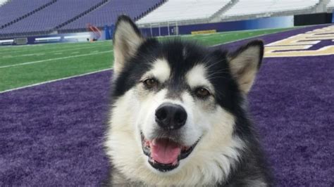 king5.com | UW looking for puppy caretaker for Dubs II