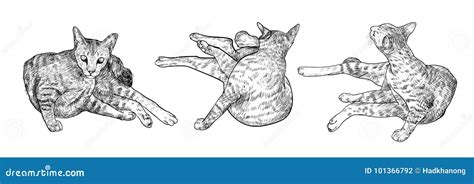 Drawing three cat stock vector. Illustration of domestic - 101366792