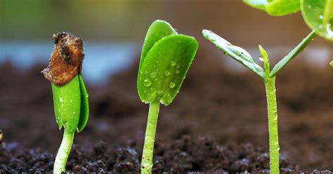 Why Is Moisture Essential For Seed Germination? - Gardening Guru