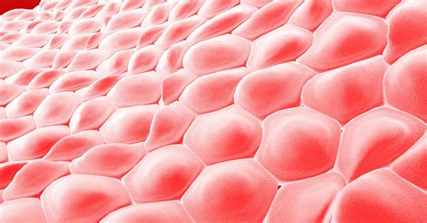 Melanocytes, Basal, Squamous & Merkle Skin Cell Differences | CTCA