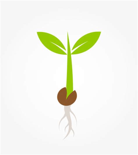 Top 60 Seed Germination Clip Art, Vector Graphics and Illustrations - iStock