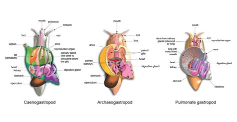 Freshwater Snail Anatomy