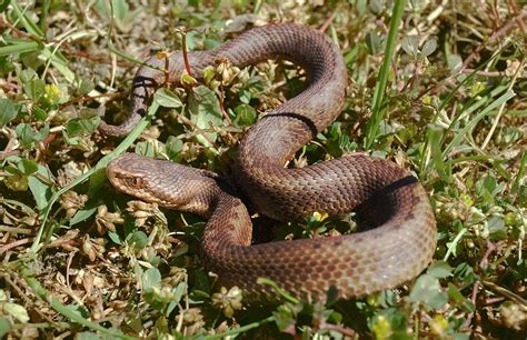 Poisonous Snakes in Portugal