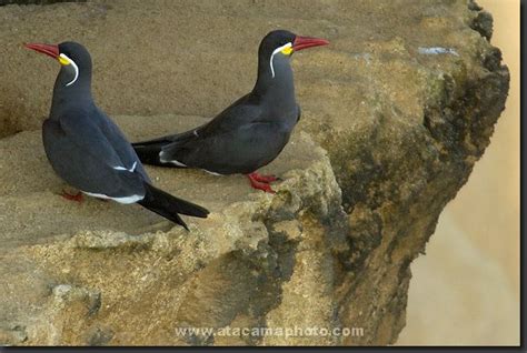 Atacama Desert Animals - photos of birds, lizards, insects and mammals ...