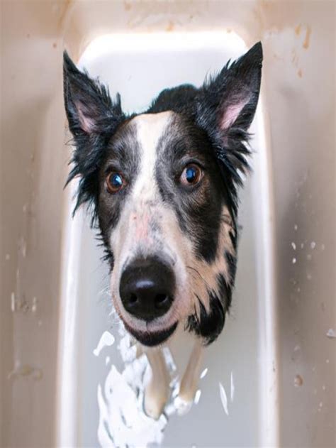 Border Collie Grooming: Tips and Tricks to Keep Your Furry Friend Looking Great - Critter Kingdom