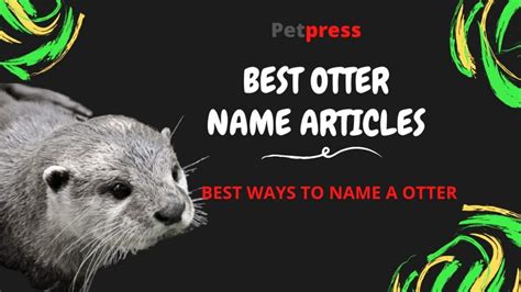 200+ Otter Names and the Cutest Names for Otters