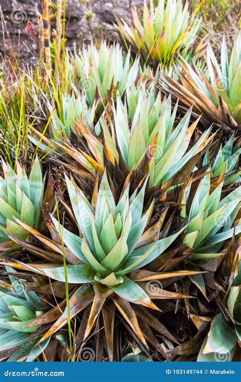 Mount Roraima Plants stock photo. Image of background - 103149744