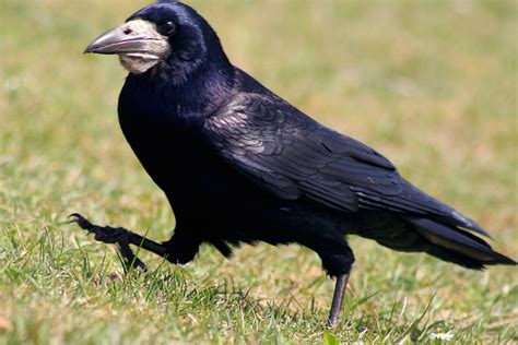 Rook - Corvus frugilegus | A member of the crow family, rook… | Flickr