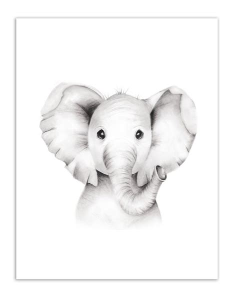 Baby Elephant Sketch