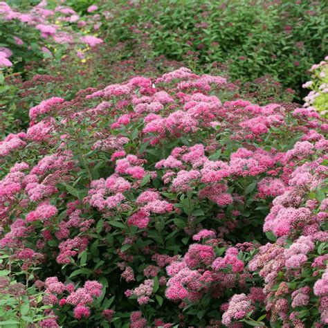 Double Play Pink Spiraea | Spring Meadow - wholesale liners - Spring Meadow Nursery