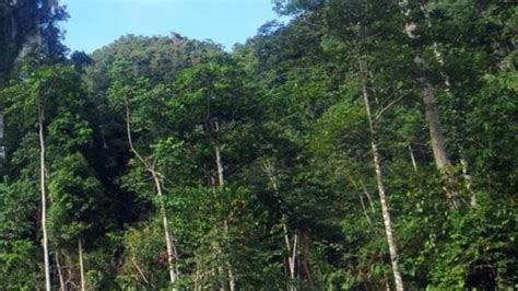 4.8m hectare forest area gazetted as permanent forest reserves