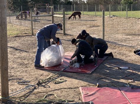 What to Know About Alpaca Shearing